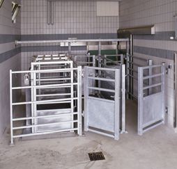 Aufstallung Rind und Schwein