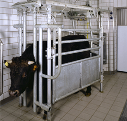 Tötebox Rind
